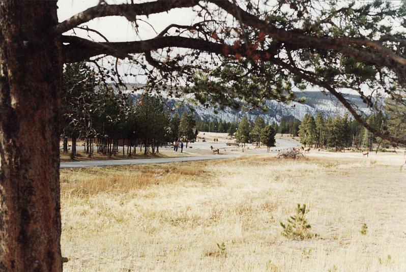 A people vs Yellowstone moose confrontation